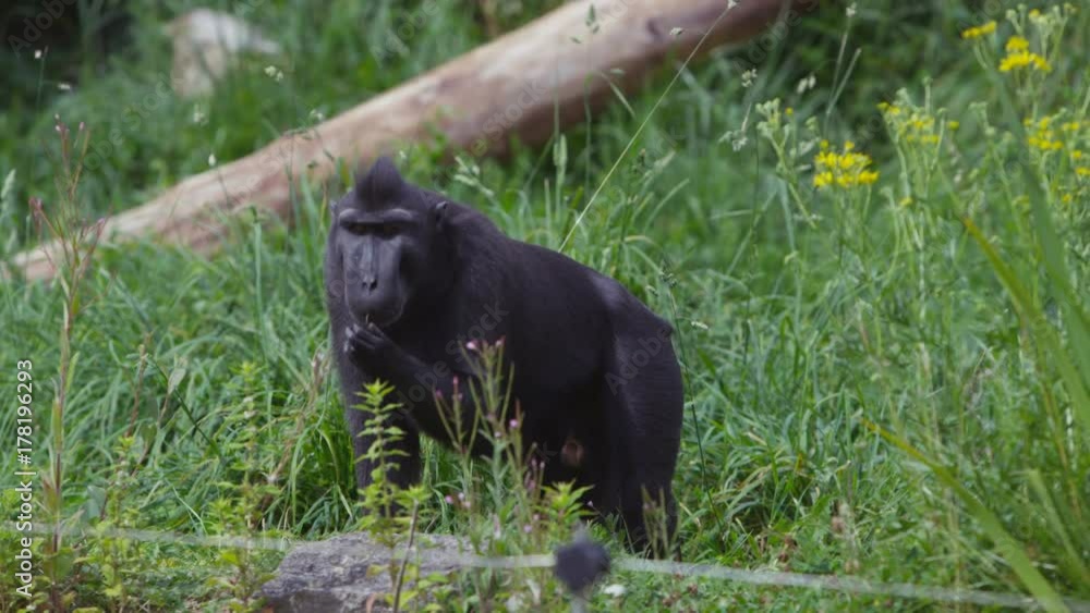 Portrait of adult black crested macaque monkey at wildlife park. No people. Portrait of adult black crested macaque monkey at wildlife park. No people.