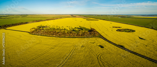 Aerial panorama of canola field at sunset in Australia