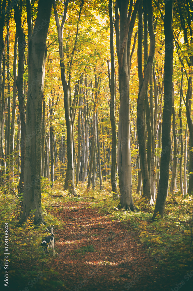 Fototapeta premium The road in the beautiful autumn forest