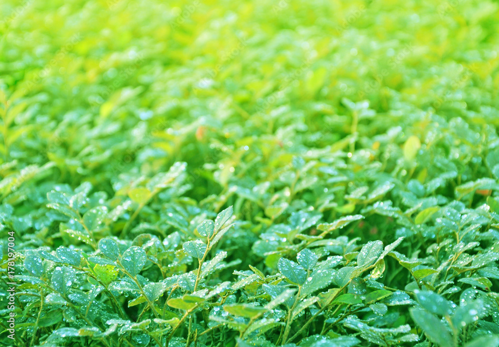 Green leaves on a branch Green leaves on a branch