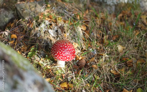 fly agaric mushroom