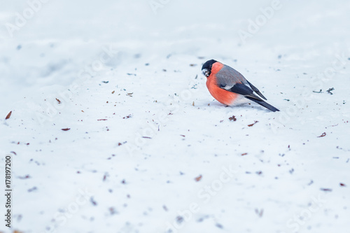 Bullfinch adult male (Pyrrhula pyrrhula) sits on branch in cold snow winter photo