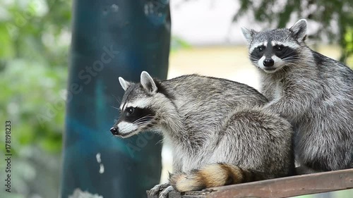 Two cute raccoons playing
