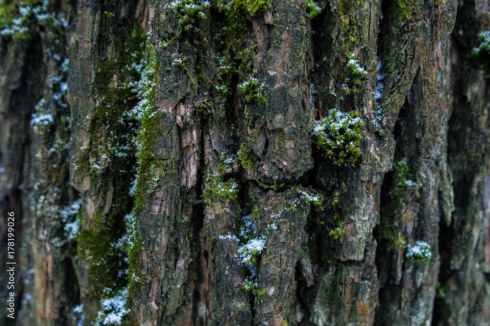 texture of the bark of a brown tree with moss and snow texture of the bark of a brown tree with moss and snow