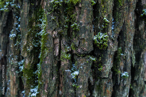 texture of the bark of a brown tree with moss and snow