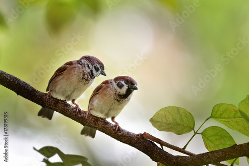 Two sparrows perched on a tree branch and copy space for text and presentation.