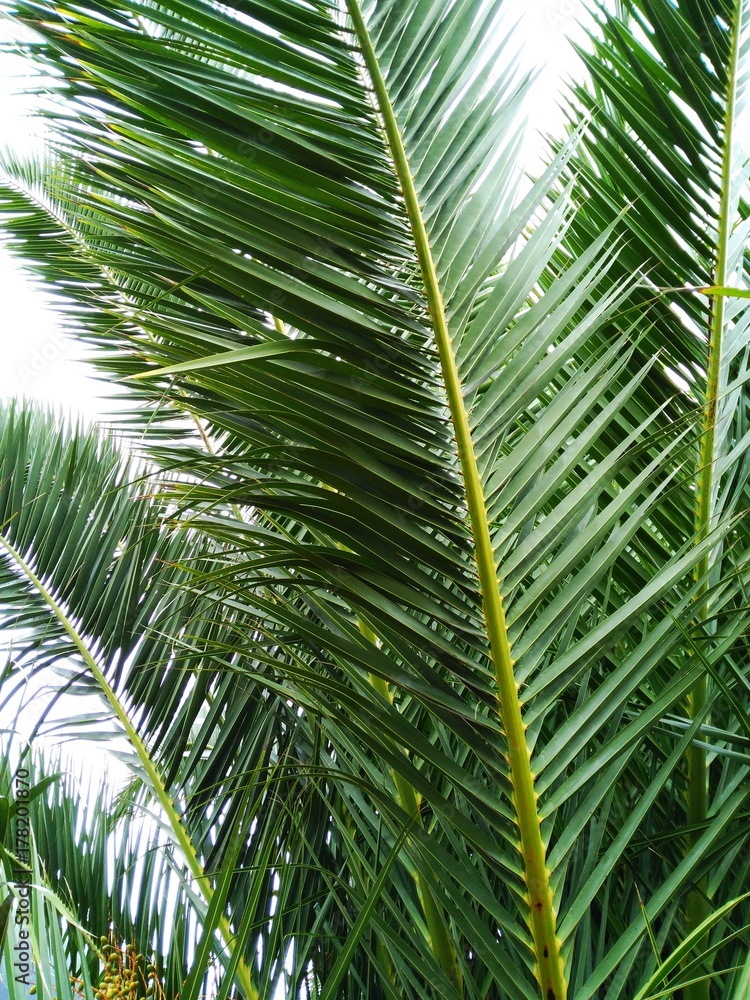 Fototapeta premium Palmera