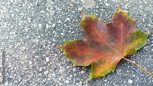 Colorful leaf
