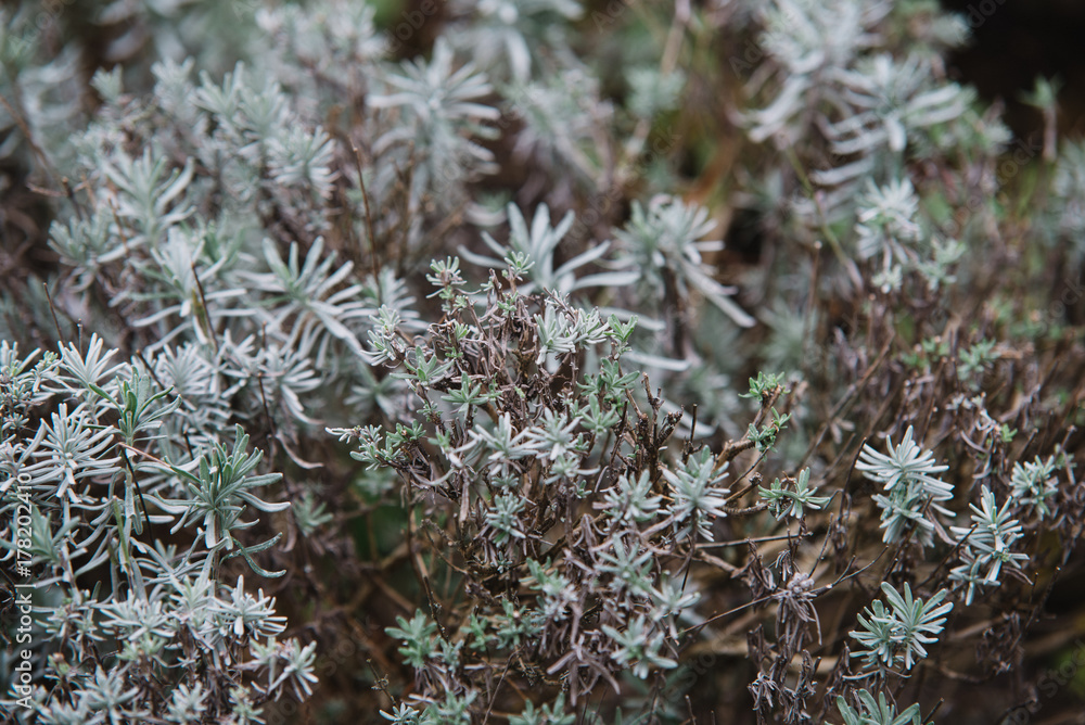 Close up on lavendula anfustifolia, top view