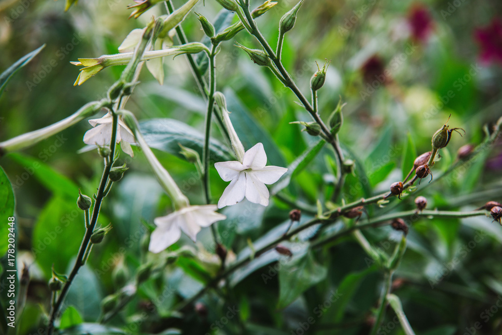 close up on flowers of nicotiana alata close up on flowers of nicotiana alata