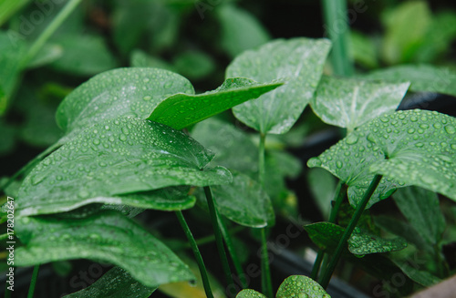 Close up on alismataceae green plant