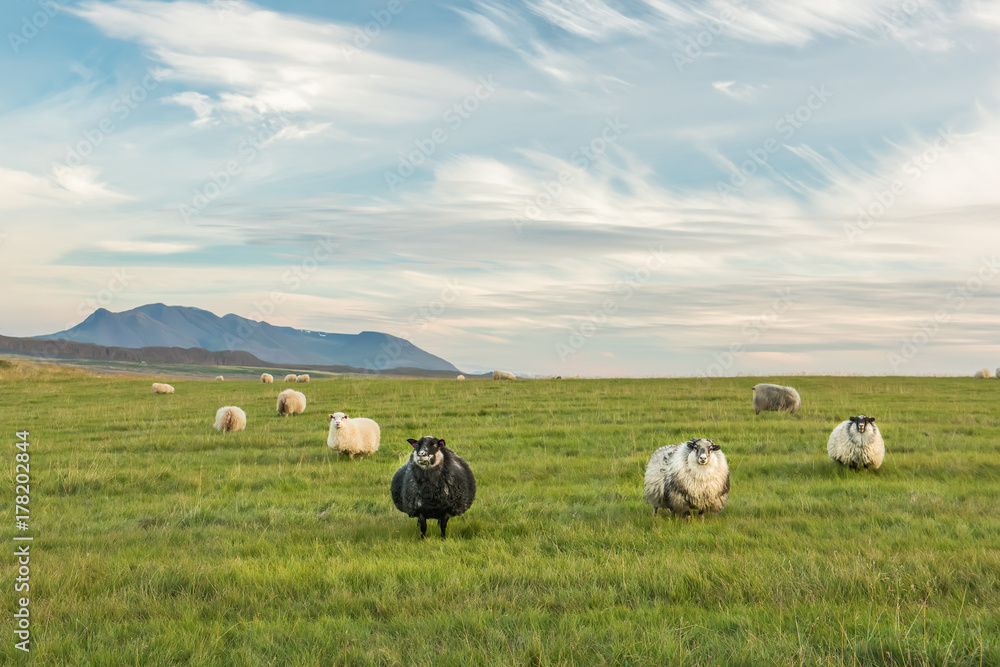 Fototapeta premium Spacious green meadows with grazing lovely fluffy sheep. mountains in the background and a very beautiful sky with clouds. Calm simple farm country pastoral landscape. Iceland. 