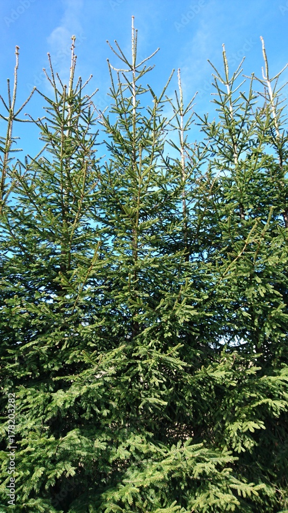 Fototapeta premium spruce