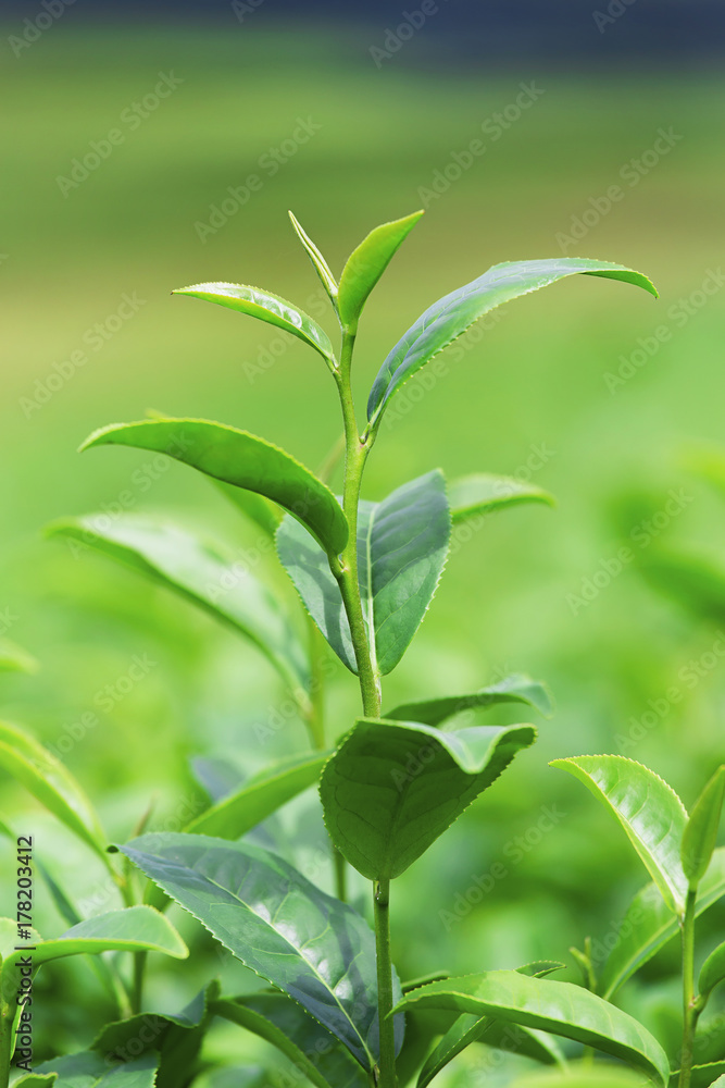 Green tea leaves in a tea plantation in morning Green tea leaves in a tea plantation in morning