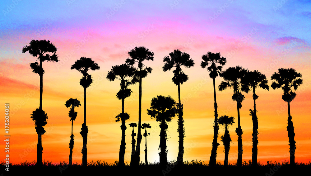 silhouette palm tree on blurry sunset background