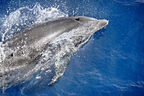 delfin  c  taceo deslizandose por el mar  en el estrecho de Gibraltar