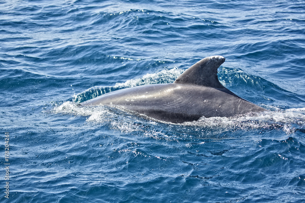 Obraz premium delfin deslizándose por el mar en el estrecho de Gibraltar