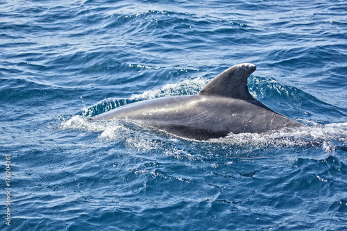 delfin deslizándose por el mar en el estrecho de Gibraltar