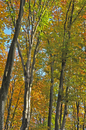 Trees in the forest in autumn.