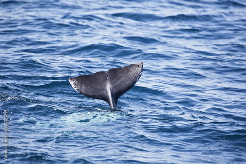 aleta trasera de delfin sumergiéndose en el mar en el Estrecho de Gibraltar.Europa.