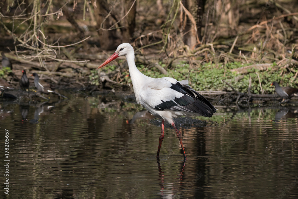 Fototapeta premium cicogna bianca nello stagno
