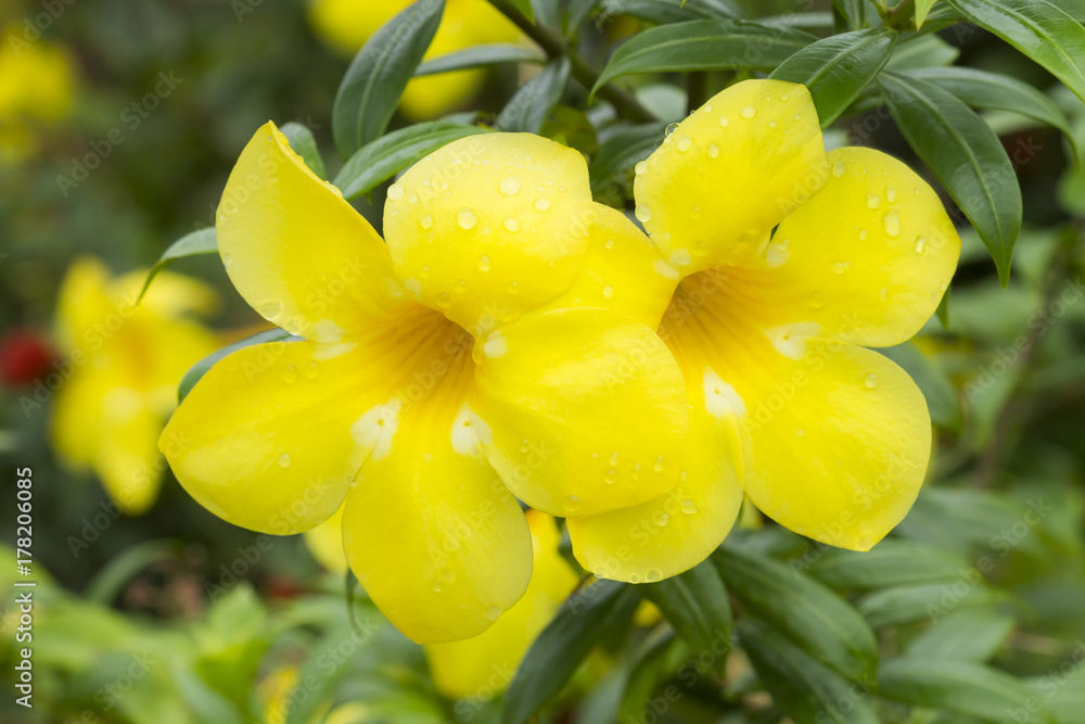 Golden trumpet vine in the garden, Yellow bell (Allamanda cathartica) Golden trumpet vine in the garden, Yellow bell (Allamanda cathartica)
