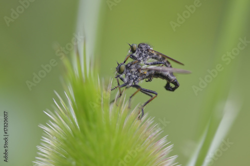 Raubfliegen bei der Paarung  photo