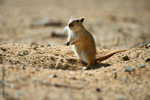 The great gerbil (Rhombomys opimus). The great gerbil is a large gerbil found throughout much of Central Asia.