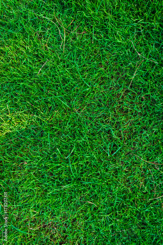 Green fresh grass top view nature background