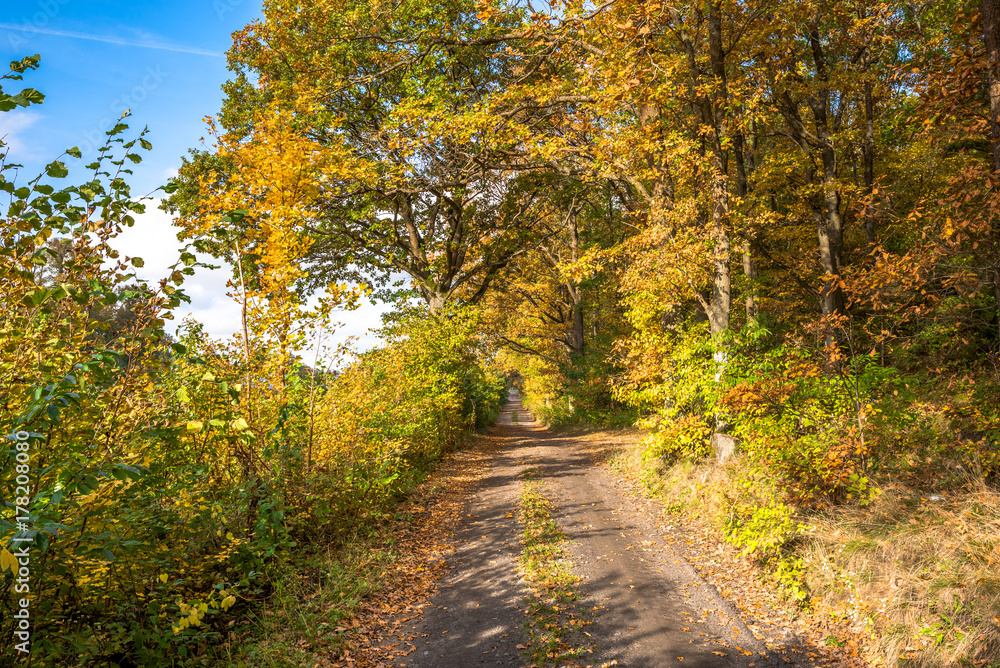 Rural road through forest in autumn, scenic landscape of trees with yellow orange leaves Rural road through forest in autumn, scenic landscape of trees with yellow orange leaves