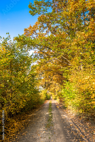Road through forest in autumn, landscape of trees with golden leaves