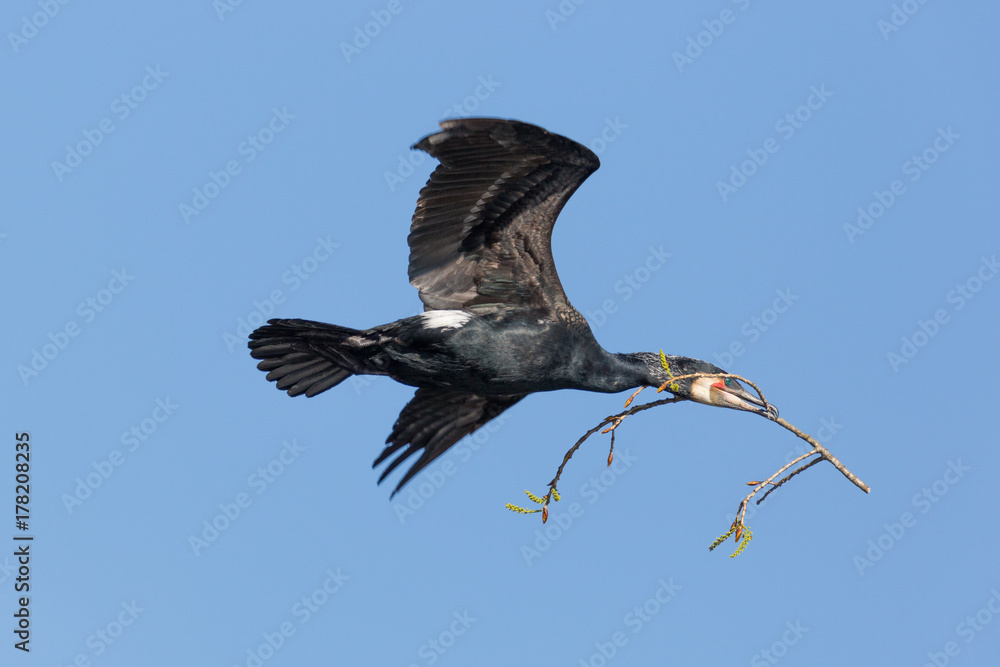 Obraz premium flying great cormorant (Phalacrocorax carbo) with branch in beak