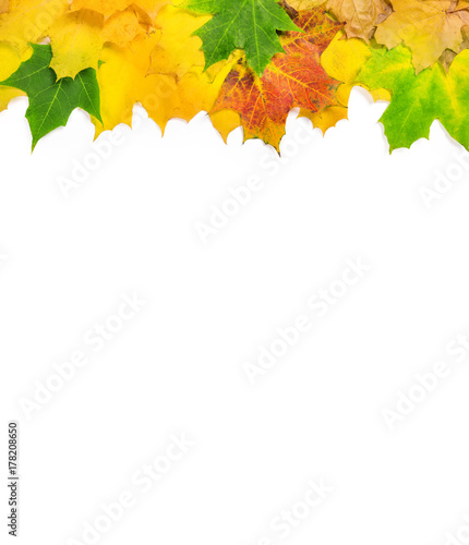 Frame of autumn maple leaves