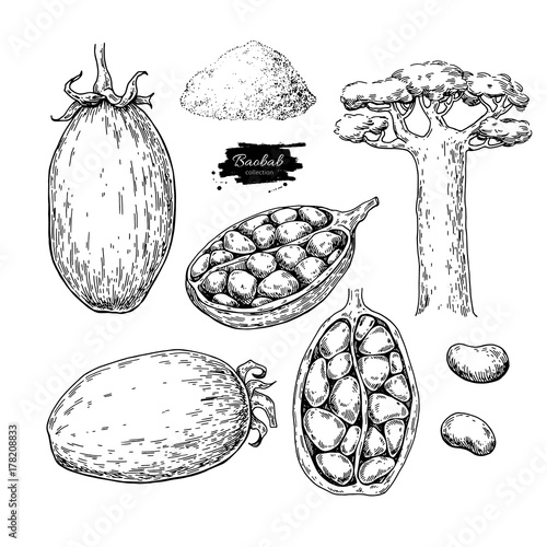 Baobab vector superfood drawing set. Isolated hand drawn  illust