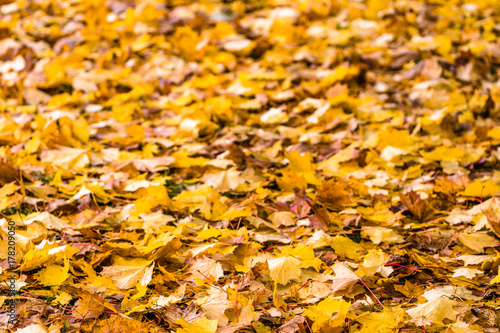 Autumn leaves background, maple leaf on the ground