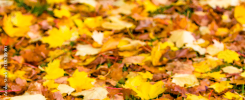 Blurry background of autumn leaves in yellow color