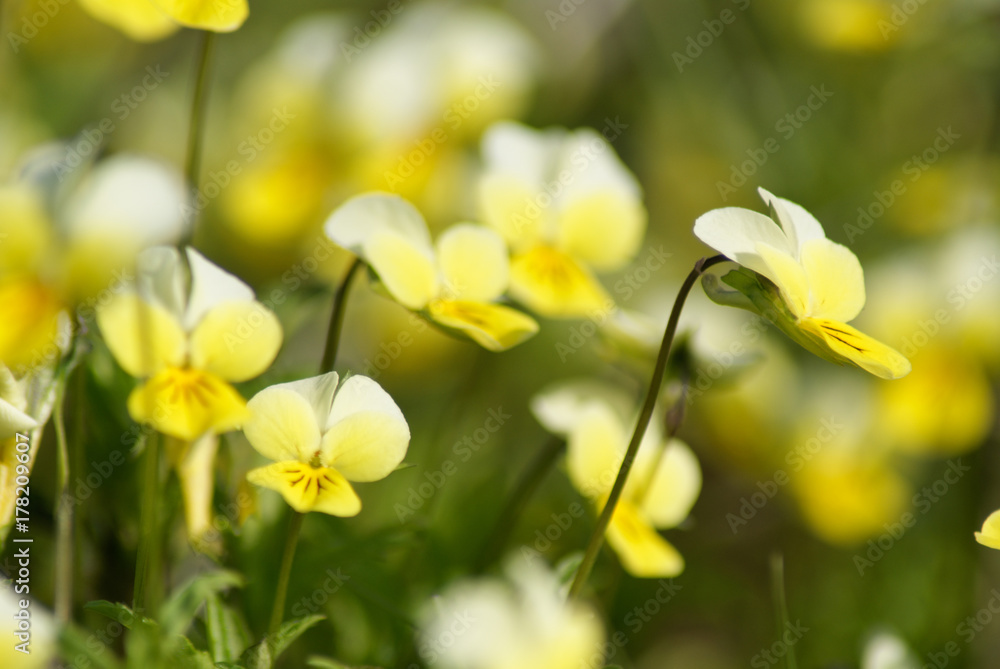 Viola tricolor. Viola arvensis