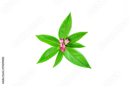 fresh natural green leaf and pink flower on white background