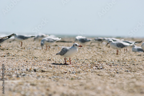 Seagull on the Azov beach in Berdyansk photo