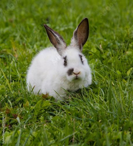 Cute white rabbit eating Basil leaf.