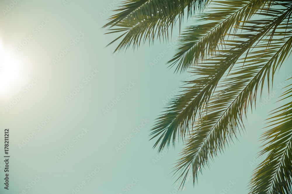 Palm leaves against blue sky on a tropical coast