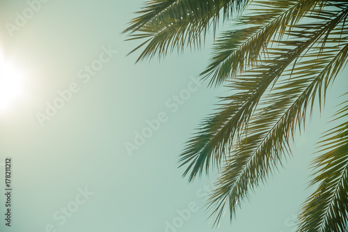 Palm leaves against blue sky on a tropical coast © Thomas Lemmer