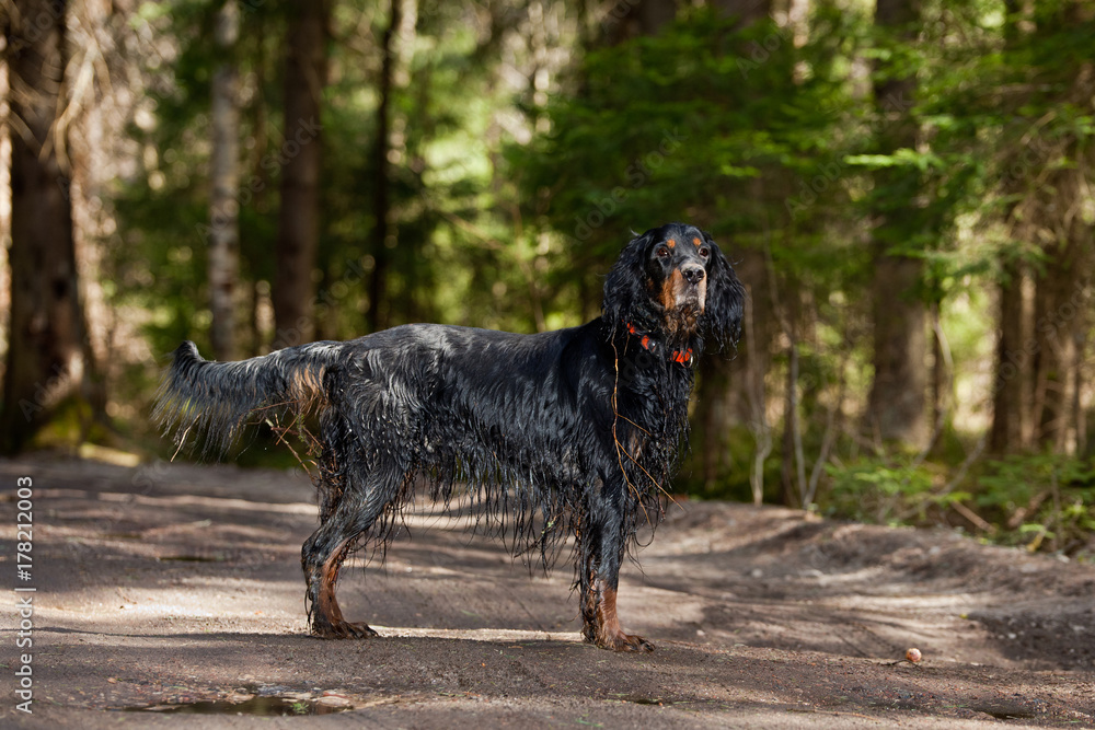 Wet Gordon Setter on the road in a sunny fir forest