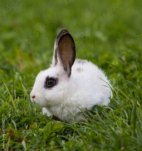 A view of a white rabbit on a green grass