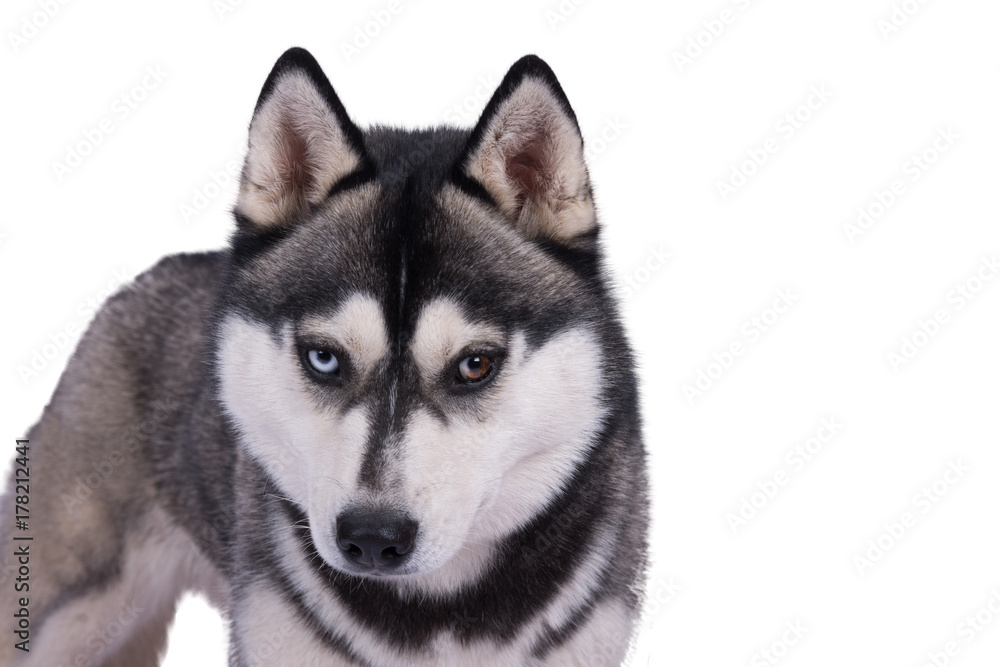 Husky Kopf mit marmorierten Augen vor weißem Hintergrund