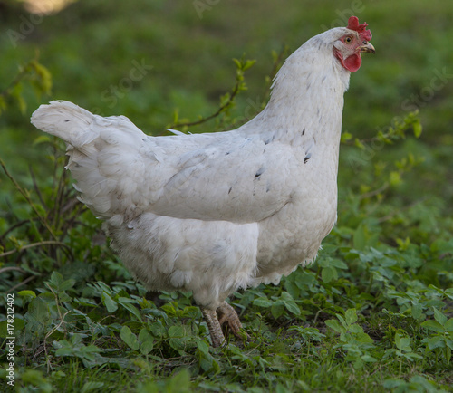 white loose chicken outdoor in the grass