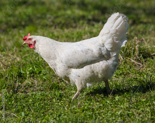white loose chicken outdoor in the grass