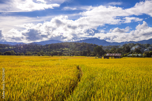 Golden fields and sky with clouds in the sunset,Muangkong, Chiang Dao, Chiang Mai, Thailand