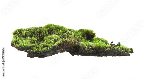moss isolated on white background