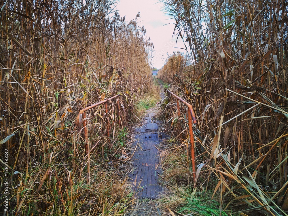 Naklejka premium Тропа